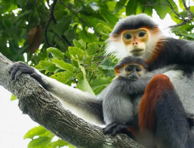 Ninh Binh: Cuc Phuong Jungle Trek, Wildlife & Ancient Caves - Practical Aspects and What to Know Before You Go