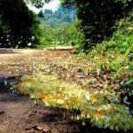 Ninh Binh Vietnam 2 Days - Discover multiple wonderful places - Day 2: Nature and Wildlife at Cuc Phuong