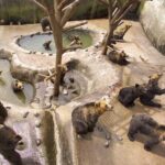 Noboribetsu Bear Park Admission Ticket | Hokkaido - Detailed Review of Noboribetsu Bear Park