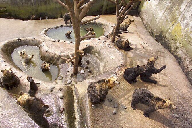 Noboribetsu Bear Park Admission Ticket | Hokkaido - Detailed Review of Noboribetsu Bear Park