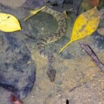 Nocturnal Secrets: A Mangrove Adventure - What We Love About This Tour