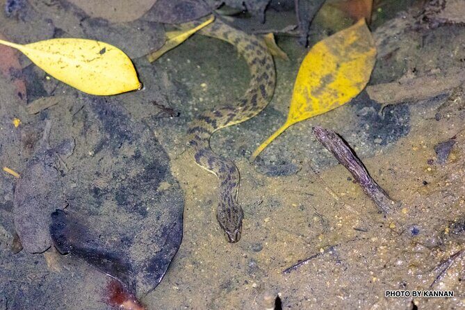 Nocturnal Secrets: A Mangrove Adventure - What We Love About This Tour