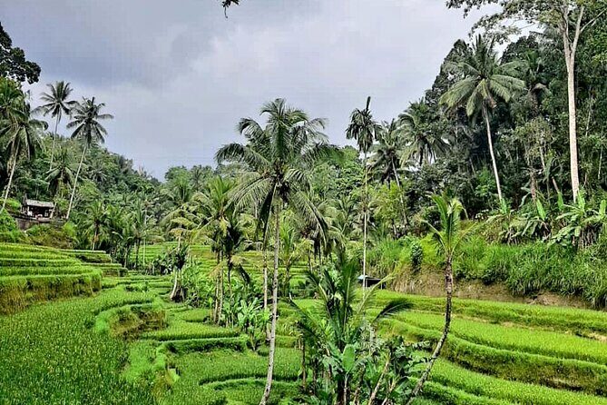 North Bali Tour - Best Scenery - Private Tour All Inclusive - Final Thoughts: Is This Tour Right for You?