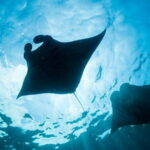 Nusa Lembongan Snorkeling with Manta Bay & Island Tour from Bali - FAQs