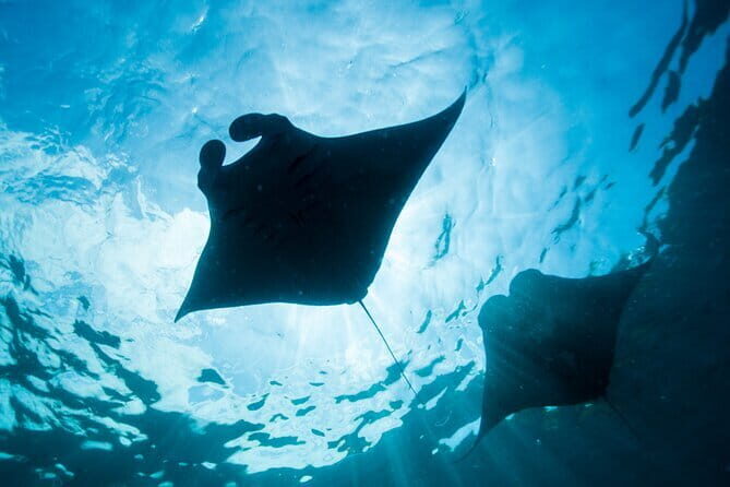Nusa Lembongan Snorkeling with Manta Bay & Island Tour from Bali - FAQs