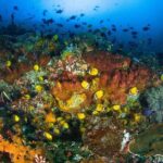 Nusa Penida 3 Fun Dives Boat Trip (For Certified Divers) - Final Thoughts: Is This Tour Right for You?