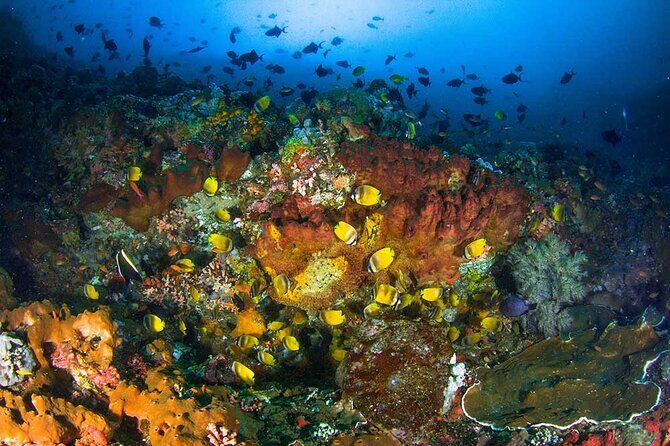 Nusa Penida 3 Fun Dives Boat Trip (For Certified Divers) - Final Thoughts: Is This Tour Right for You?