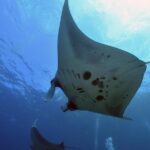 Nusa Penida Day Trip for 3 dives - The Dive Sites and Conditions