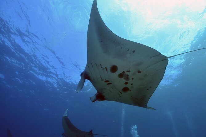 Nusa Penida Day Trip for 3 dives - The Dive Sites and Conditions
