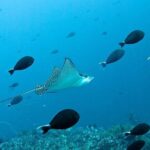 Nusa Penida Try Scuba Diving Program - for Non-Certified Divers - Final Thoughts