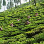 Offbeat Travel (7 Point). - A Deep Dive into the Darjeeling Experience