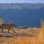 Official Panna National Park Sharing Tiger Safari - What to Expect on Your Panna Tiger Safari
