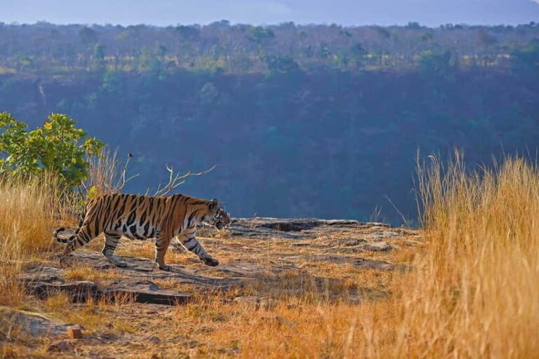 Official Panna National Park Sharing Tiger Safari - What to Expect on Your Panna Tiger Safari