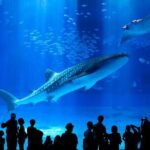 Okinawa Hip-hop Bus B - 2 Course Tour (Okinawa Churaumi Aquarium) - The Sum Up