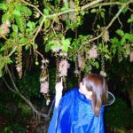 Okinawa Ishigaki Sagaribana Watching Tour June to August only - The Sum Up