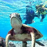 Okinawa Miyako Beach SUP or Canoe and sea turtle Snorkeling - FAQs