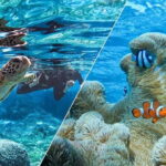 Okinawa Miyako Sea turtle Snorkeling Free Pick up and Drop off - Exploring the Details of the Miyako Sea Turtle Snorkeling Tour