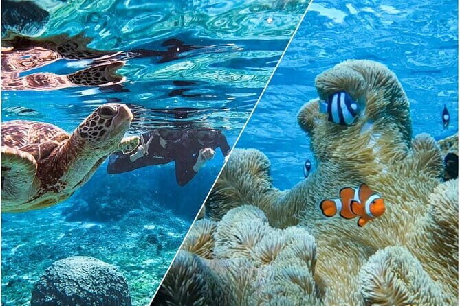 Okinawa Miyako Sea turtle Snorkeling Free Pick up and Drop off - Exploring the Details of the Miyako Sea Turtle Snorkeling Tour