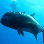 Okinawa: Naha: 1 day Kerama Islands experience diving/snorkeling - Exploring the Kerama Islands: A Deep Dive