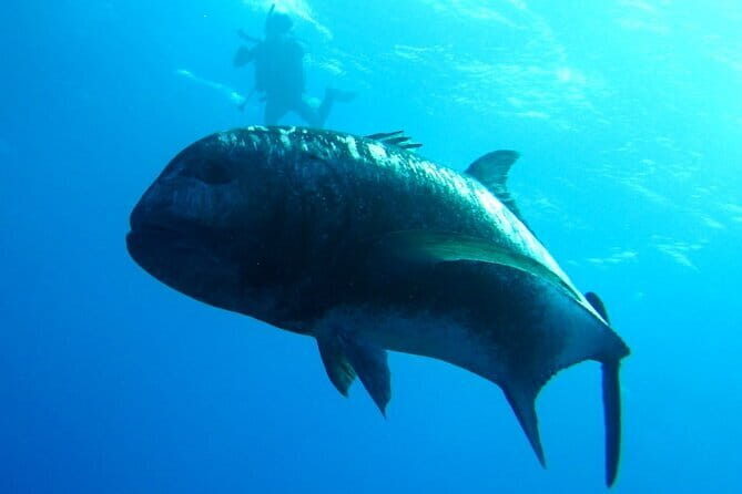 Okinawa: Naha: 1 day Kerama Islands experience diving/snorkeling - Exploring the Kerama Islands: A Deep Dive