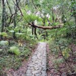 Okinawa: Sacred Sefa Utaki Walk into Ryukyus Spiritual - Who Should Book This Tour?