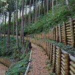 Okutama Forest Therapy Shinrin-yoku Tour with Lunch Options - The Itinerary: A Gentle Journey into Nature