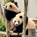 One Day Chengdu Itinerary Panda and Buddha Adventure - FAQ