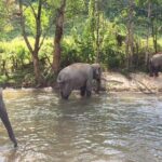 One day Elephants in Nature Experience & Grand Canyon Jumping - Who Will Love This Tour?