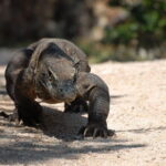 One Day Komodo Trip (Sailing) - What’s Included and What’s Not