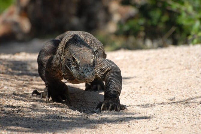 One Day Komodo Trip (Sailing) - What’s Included and What’s Not