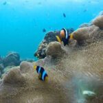 One Day Tour to Koh Rok & Koh Haa By Tin Adventure Sea Tour from Koh Lanta - FAQ