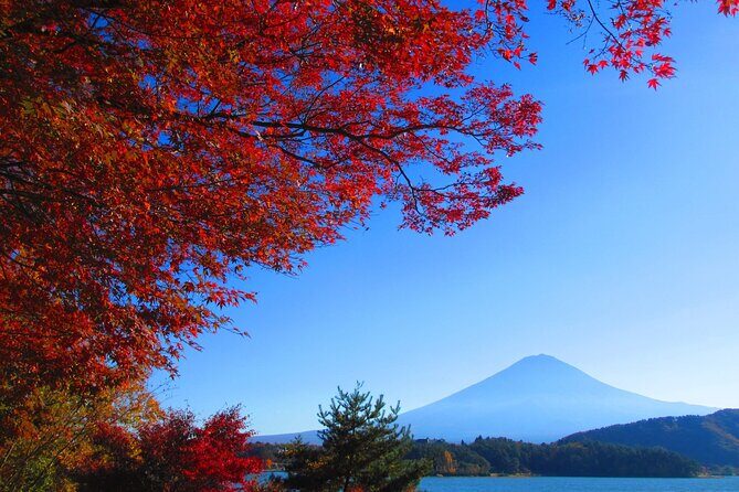 One Day Tour to Oishi Park and Fruit Picking in Mt. Fuji Tokyo - The Itinerary in Detail: What to Expect