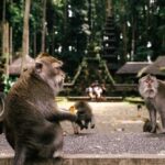 One Day Tour Ubud With Private Guide - A Closer Look at the Itinerary