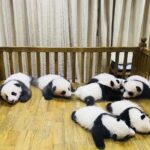 One Day Trip to Chengdu Panda Base and Leshan Buddha Tour - Transportation and Logistics: Why It Matters