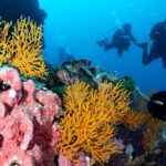 Open Water Course in Pemuteran - Get Certified in Bali - Final Thoughts