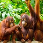 Orang Utan Island Day Tour (Private) - Who Will Love This Tour?