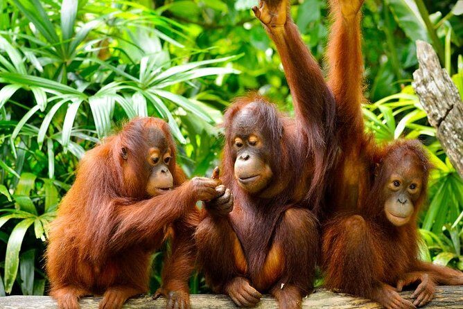 Orang Utan Island Day Tour (Private) - Who Will Love This Tour?