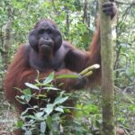Orangutan Safari Kelotok Houseboat 3 Days 2 Nights Private - Who Should Consider This Tour?