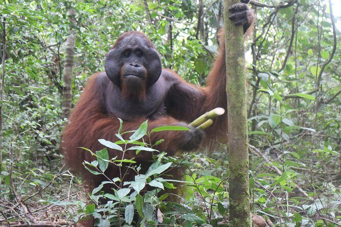 Orangutan Safari Kelotok Houseboat 3 Days 2 Nights Private - Who Should Consider This Tour?