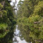 Orangutan Tanjung Puting Day Trip - Final Thoughts