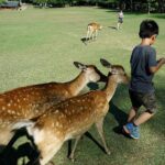 Osaka Castle to Nara Deer Park Group Day Tour by Car and Guide - Final Thoughts