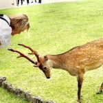 Osaka Kyoto Nara Private Transport with English Driver - Exploring the Experience in Detail