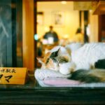 Osaka Wakayama Cat Train, Seafood market, Hot Springs Tour - Exploring Kishi Station and the Tama Museum