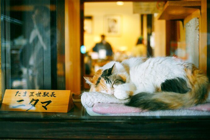Osaka Wakayama Cat Train, Seafood market, Hot Springs Tour - Exploring Kishi Station and the Tama Museum
