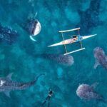 Oslob Whaleshark & Kawasan Falls Tour - Authentic Traveler Experiences