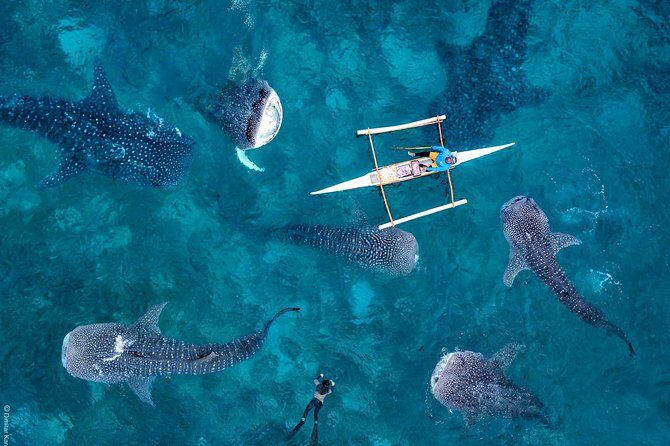Oslob Whaleshark & Kawasan Falls Tour - Authentic Traveler Experiences