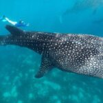 Oslob Whaleshark with Sumilon Island - What the Tour Includes and Why It Matters