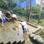 Panda Volunteer Project Day Trip(Wolong/Du Jiang Yan) - A Deep Dive into the Panda Volunteer Experience