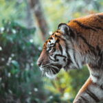 Panna Tiger Reserve Buffer Zone Safari - Why This Safari Offers True Value