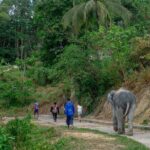 Patong Highlight Elephant Sanctuary with Guide Tour - The Sum Up: Who Should Book This Tour?